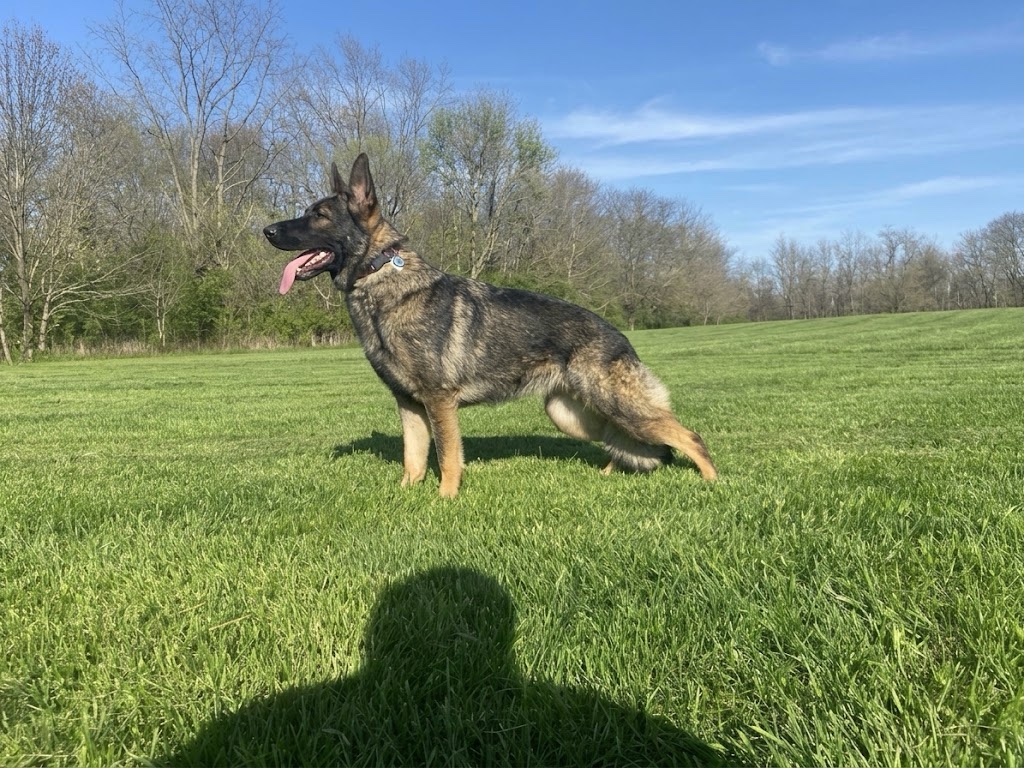 Bindi standing in profile in a wide green field