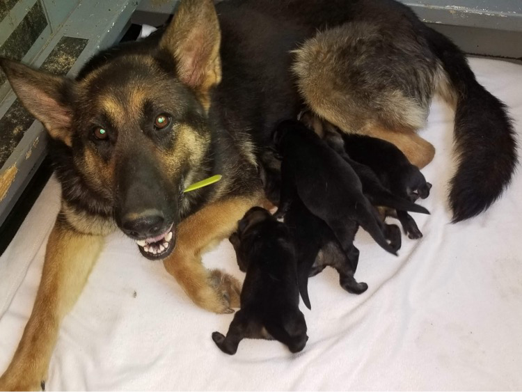 Bindi's mother, Lassie Acres Falls, nursing Bindi and her littermates