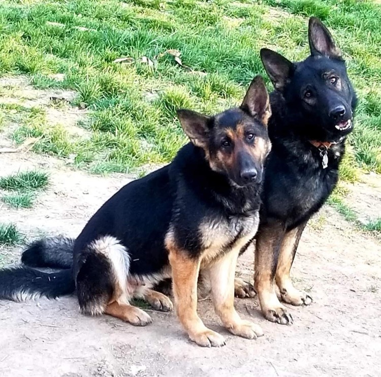 Bindi's mother, Lassie Acres Falls, in front on the left, and her father, Max Floyd Vom Golden Haus, the darker larger shepherd behind her on the right