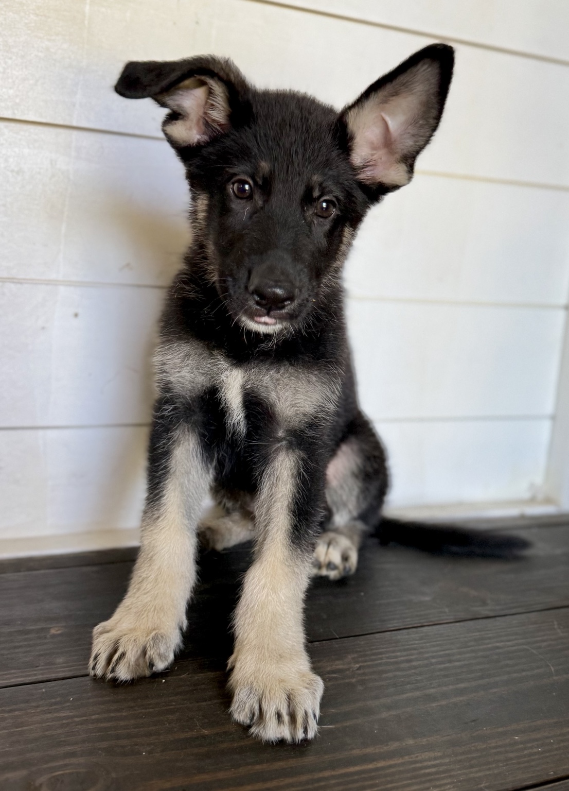 Peter, Black & tan German Shepherd puppy photo 2