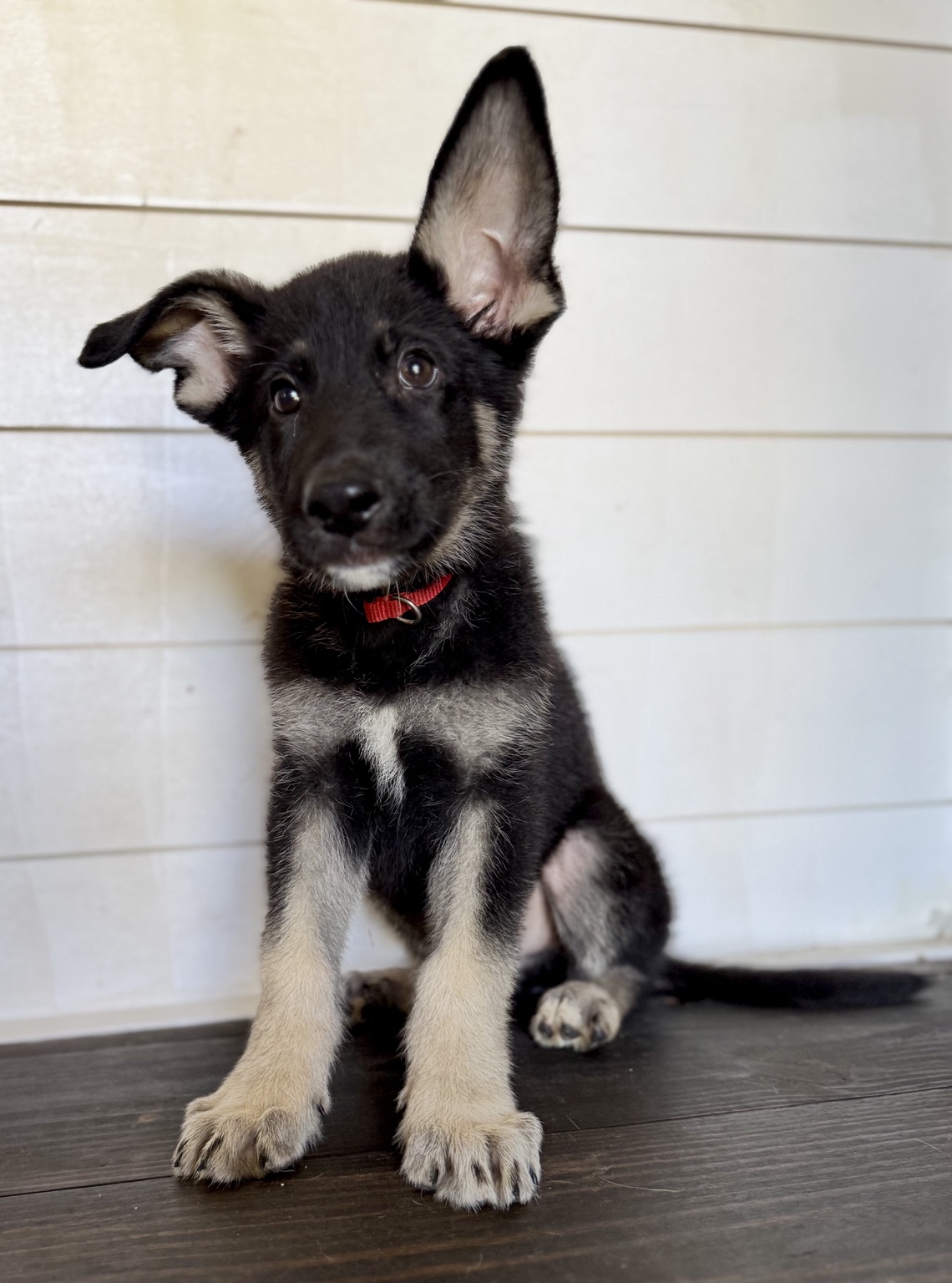 Peter, Black & tan German Shepherd puppy photo 1