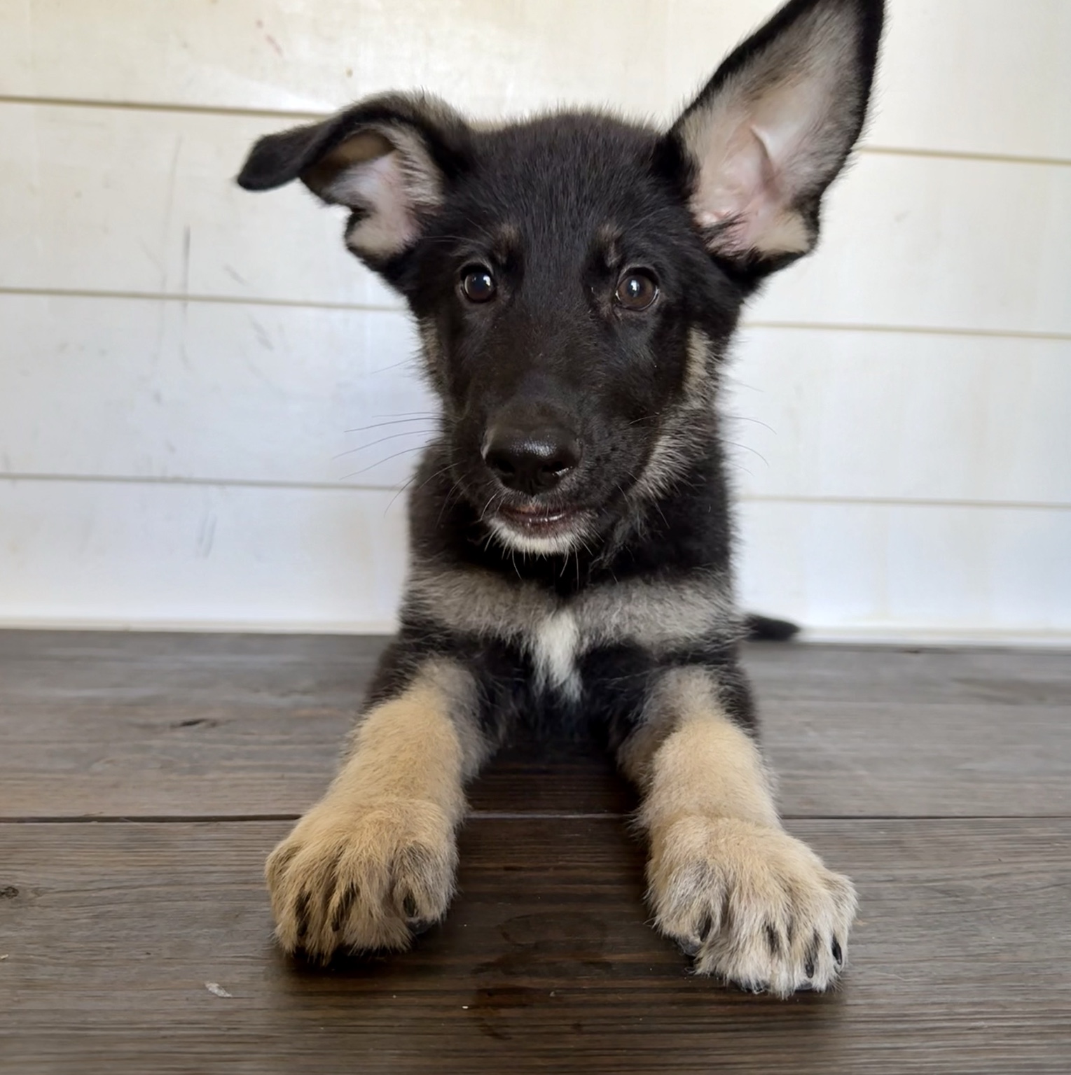 Peter, Black & tan German Shepherd puppy photo 3