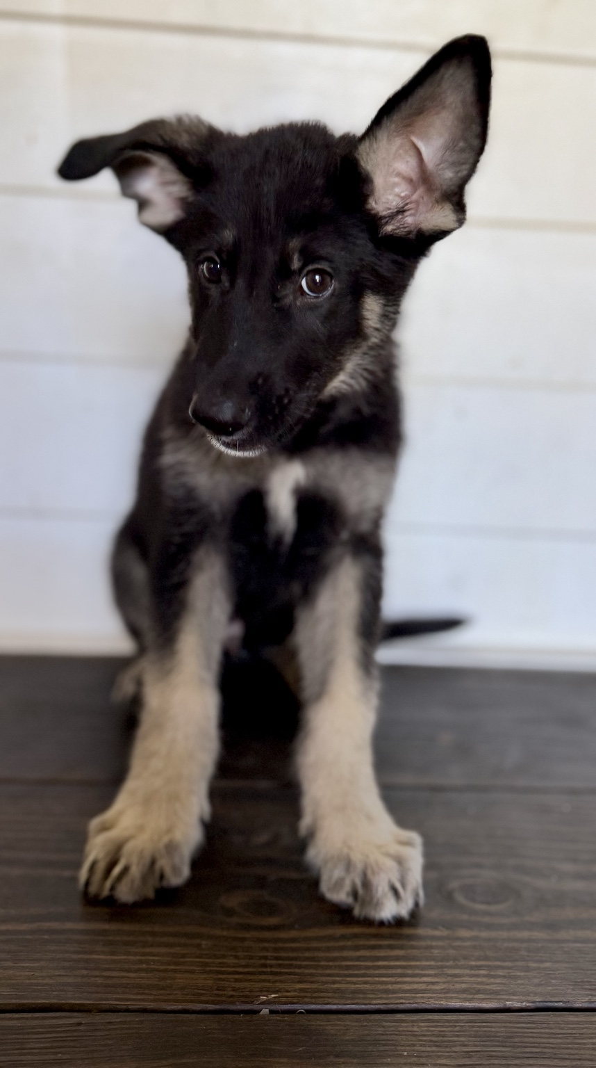 Peter, Black & tan German Shepherd puppy photo 4