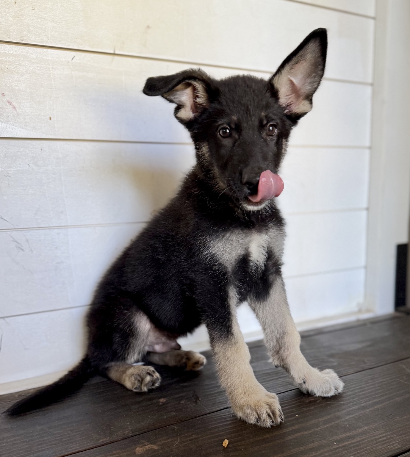 Peter, Black & tan German Shepherd puppy photo 5