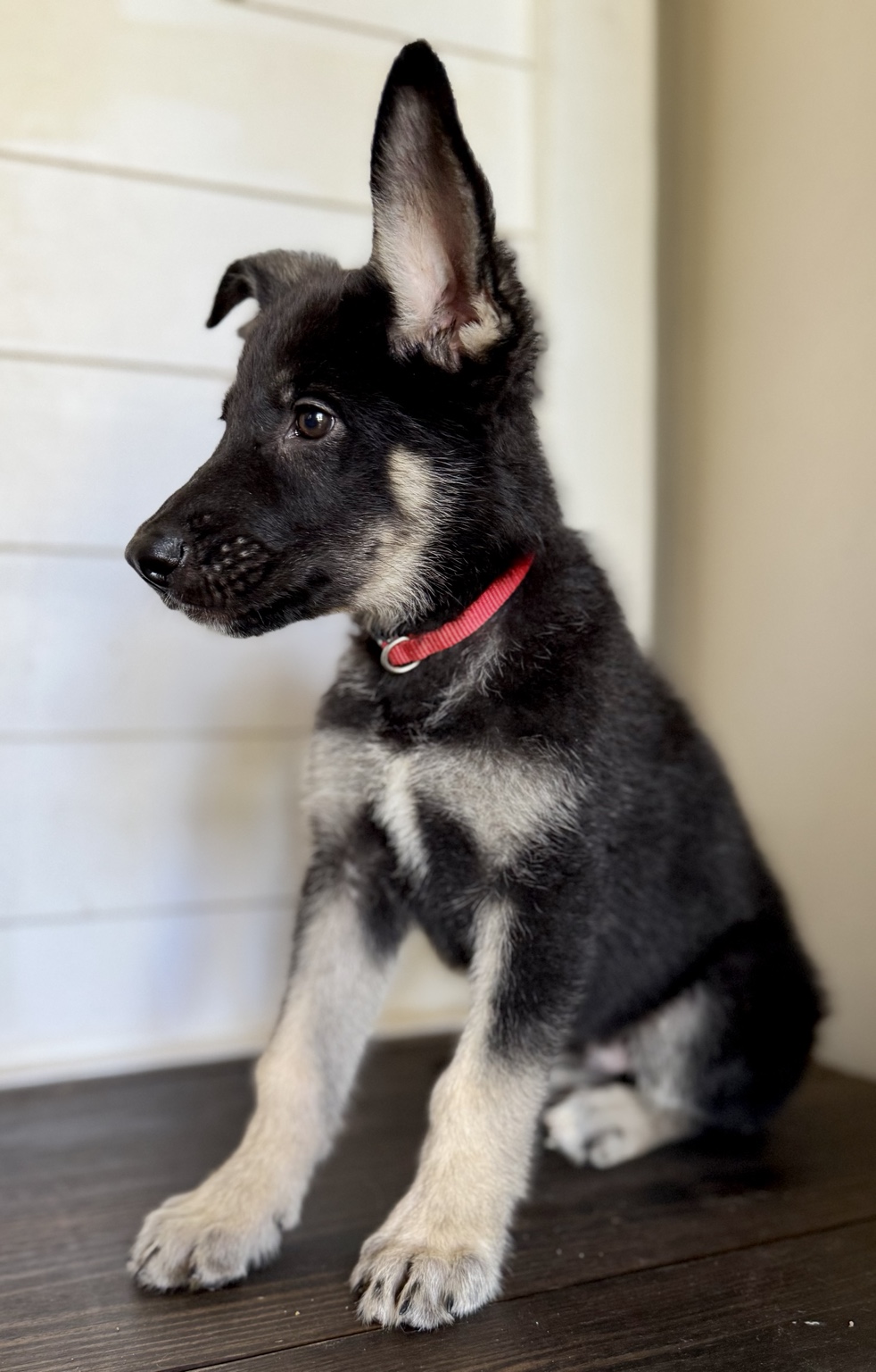 Peter, Black & tan German Shepherd puppy photo 6